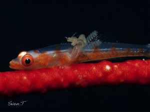 Wire Coral Goby and parasite by Sven Tramaux 